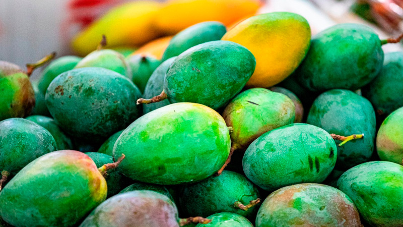 Productores de mango de Chiapas van a paro por desplome de precios y aplicación de aranceles 