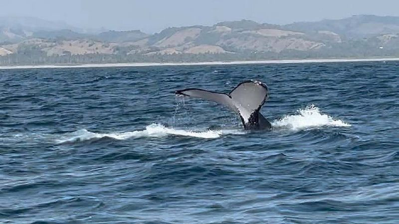 Ballenas despiden temporada en Michoacán con 93% de avistamientos 