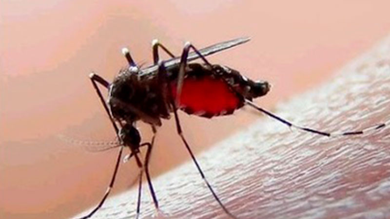 Durante primer trimestre del año, México acumula más de 2 mil casos de dengue y seis defunciones  