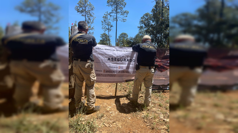 Asegura Fiscalía Michoacán dos predios talados para sembrar aguacate, en Tingambato 