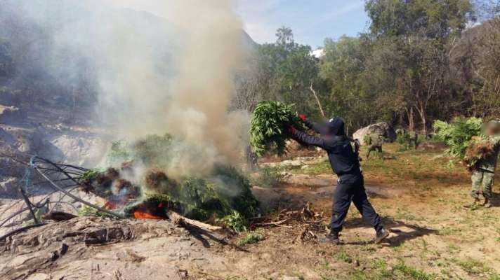 Destruyen SSP y Sedena seis plantíos de marihuana en Churumuco 