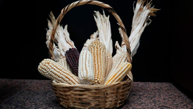 Anuncia gobierno más de 83 mil mdp para alcanzar soberanía alimentaria 