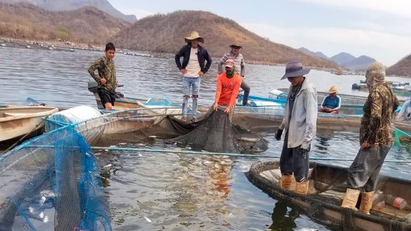 Fenómeno natural baja el oxígeno en el agua y afecta producción de tilapia en Tiquicheo: Compesca 