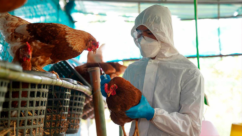 En Durango se reporta el primer caso humano de influenza aviar H5N1 