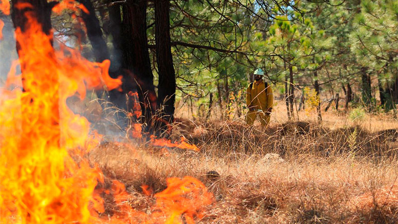 En Michoacán, con atención a incendios forestales bajan afectaciones 77%: Cofom 