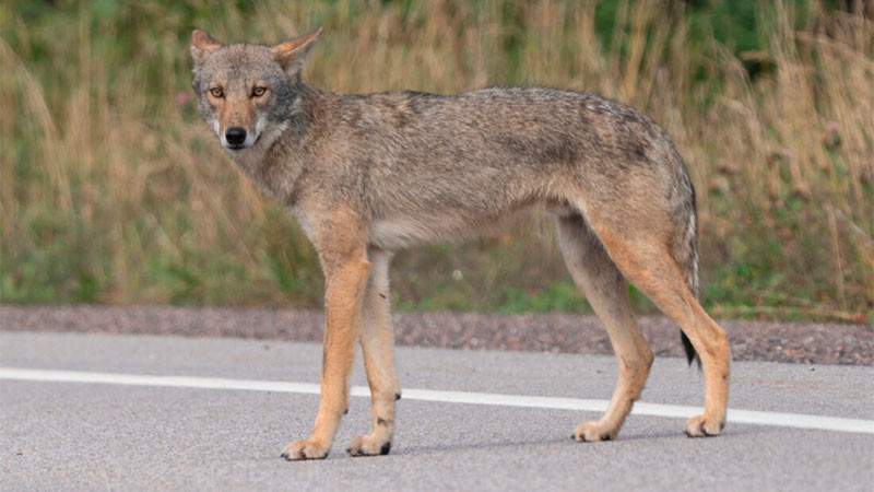 Piden ayuda para localizar a coyote que se fugó de zoológico de Chiapas 