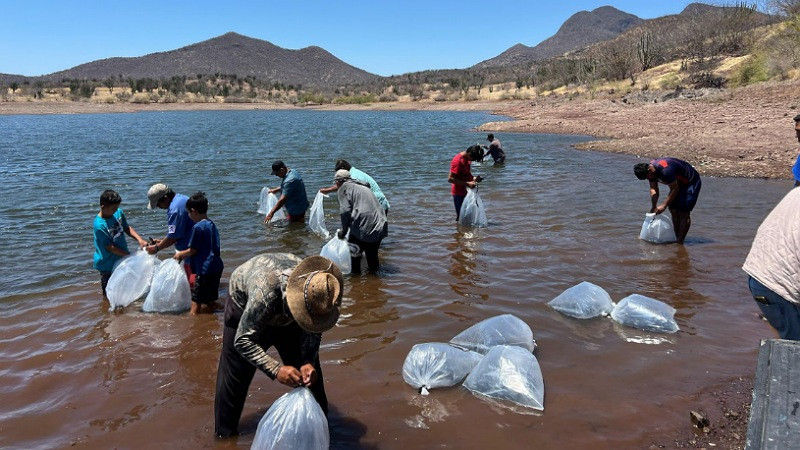 Respalda Compesca al sector acuícola en Tierra Caliente 