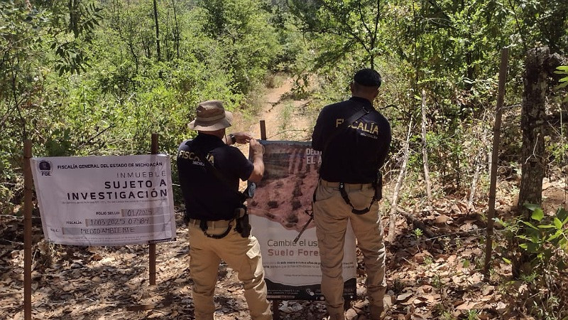 Fiscalía Michoacán catea predio relacionado con tala y cultivo ilegal de aguacate 