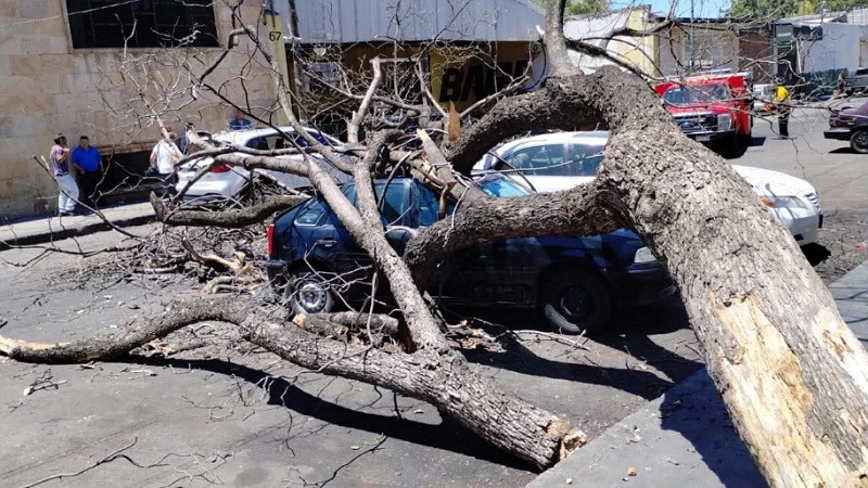 Cae árbol en Morelia, Michoacán; tres autos resultaron dañados 