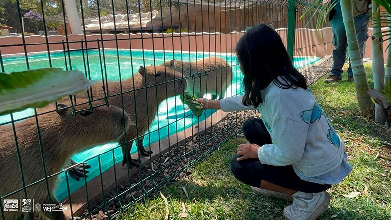 ¡Nueva aventura en el Zoológico de Morelia! Interactúa con los capibaras 