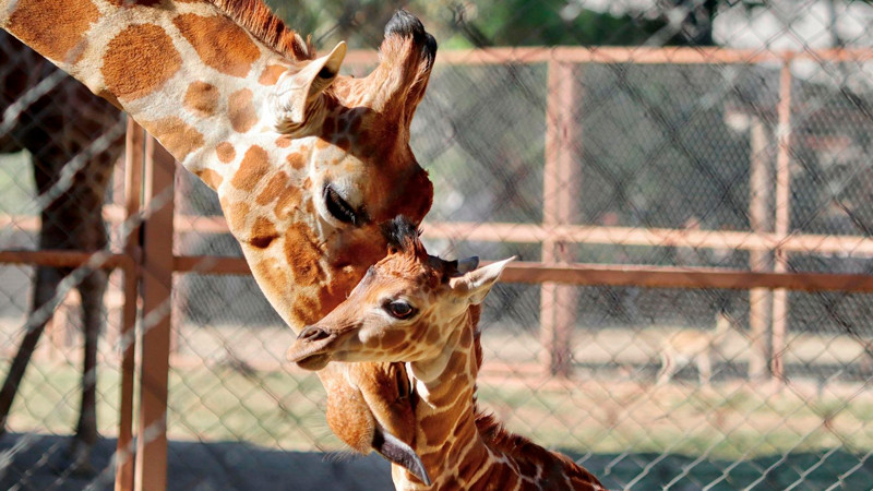 Conoce la tierna cría de jirafa que nació en el Zoológico de Morelia 