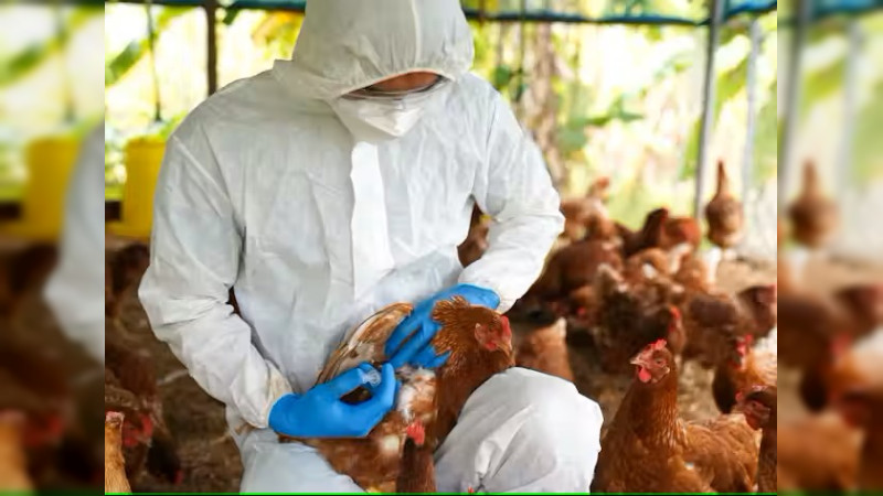 Querétaro fortalecerá la vigilancia epidemiológica tras confirmarse primer muerte por gripe aviar en México: SESA 