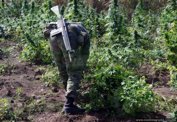 Michoacán: Destruyen narcolaboratorio y plantío de marihuana en Arteaga - Foto 1 
