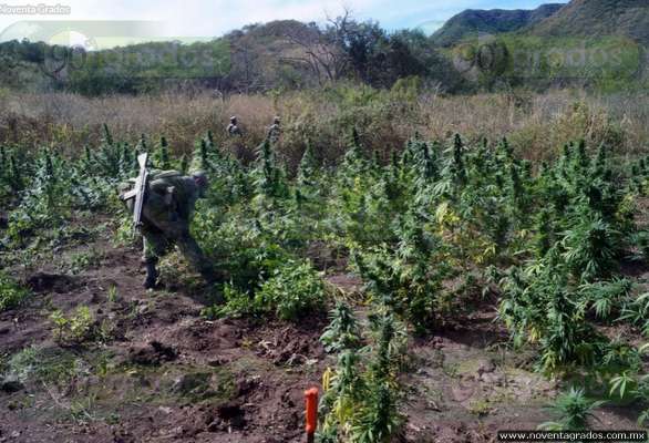 Michoacán: Destruyen narcolaboratorio y plantío de marihuana en Arteaga - Foto 2 