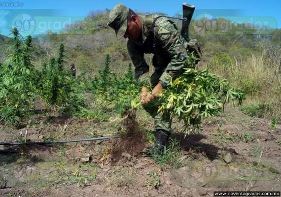 Michoacán: Destruyen narcolaboratorio y plantío de marihuana en Arteaga - Foto 3 