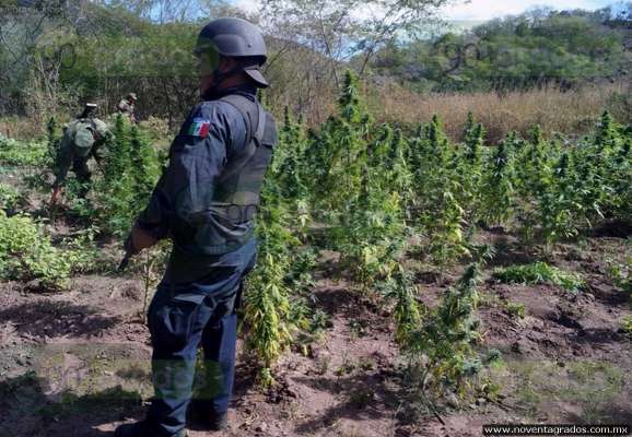 Michoacán: Destruyen narcolaboratorio y plantío de marihuana en Arteaga - Foto 4 