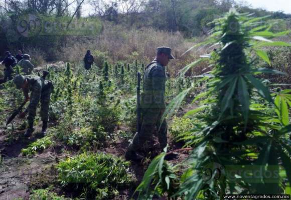 Michoacán: Destruyen narcolaboratorio y plantío de marihuana en Arteaga - Foto 5 