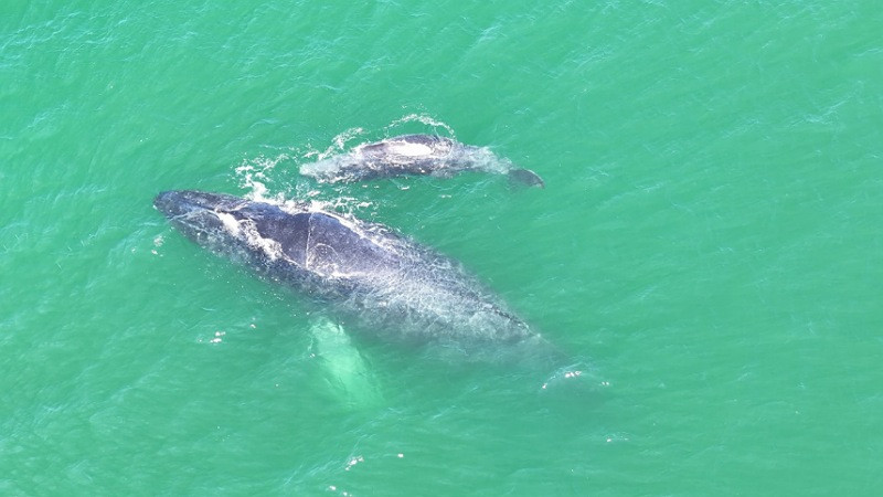 Marina resguarda a ballena jorobada y su cría en Zihuatanejo, Guerrero 