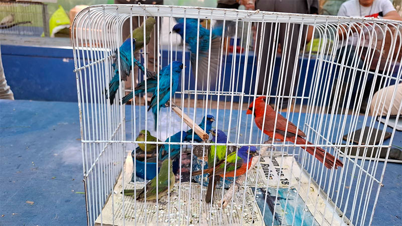 Decomisan aves, iguanas y tortugas en mercados de Morelia  