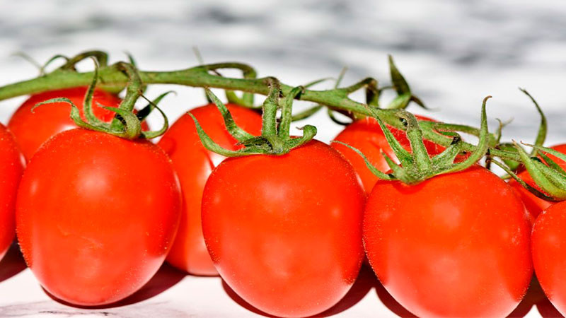 Aranceles a tomates mexicanos serán pagados por Estados Unidos, no hay forma de sustituirnos: Julio Berdegué 
