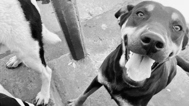 Refugios bajo ataque: envenenan a nueve perros rescatados en el refugio "Huellitas de Amor", en Paracho, Michoacán 