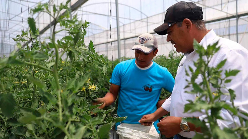 Estados Unidos es incapaz de producir jitomate con la calidad del de México: Eduardo Chávez Hidalgo  