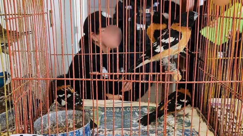 Rescatan aves en peligro de extinción en cateo realizado en Celaya 