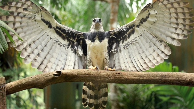 El águila arpía es avistada en Chiapas después de ser considerada extinta en México 