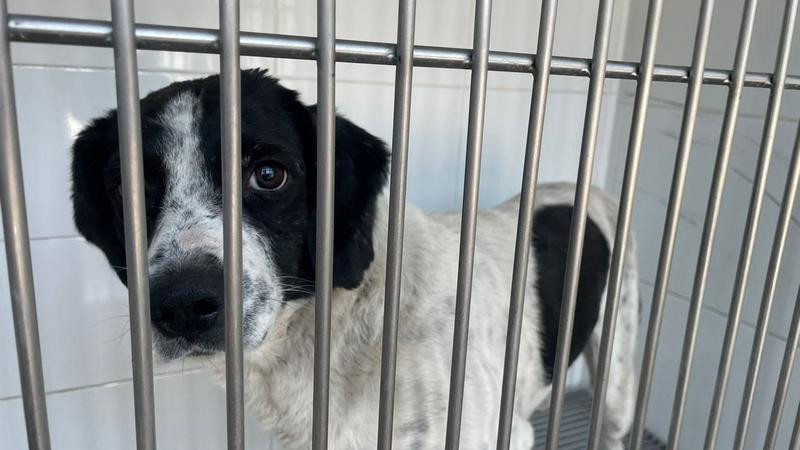 Caso “Huesitos” marca un hito legal: agresora continúa presa y el perro es reconocido como víctima en Michoacán 