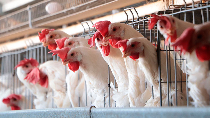 Detectan nueva cepa de gripe aviar en granja de Nuevo León; 186 mil aves afectadas  