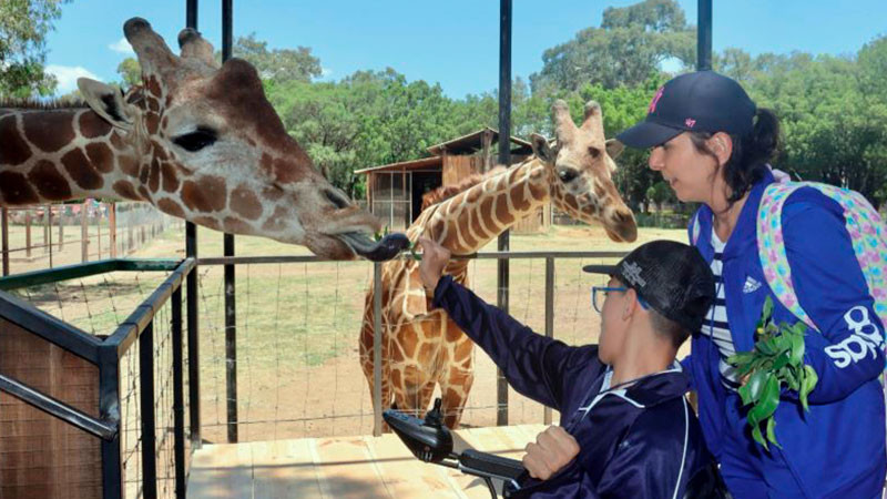 Vacaciones en Morelia, ¡animales asombrosos y experiencias únicas en el Zoológico! 