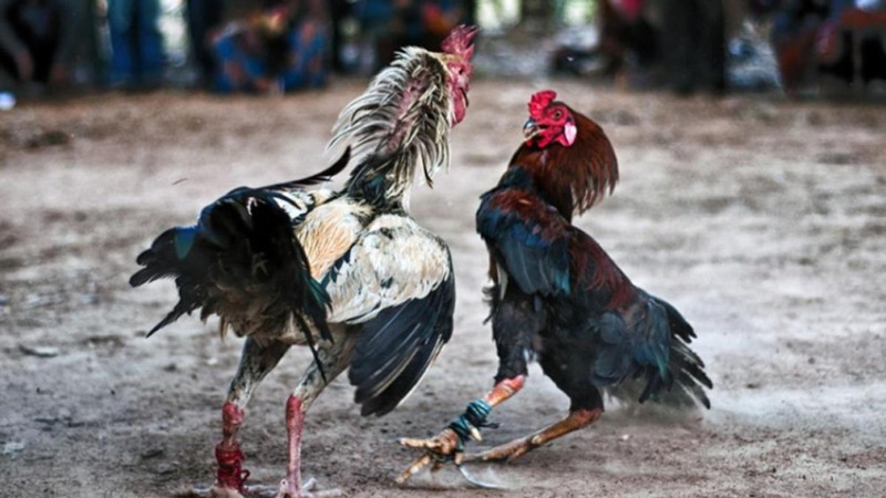 Sujetos disfrazados de militares irrumpen en palenque de gallos y matan a 12 personas en Ecuador 