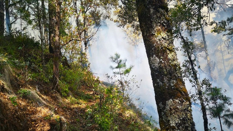 Pronta denuncia de incendios podría salvar la vida de cientos de animales 