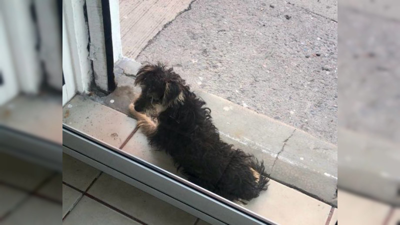 Retrasan arranque del programa de esterilización y colocación gratuita de chips a perros y gatos en Querétaro 