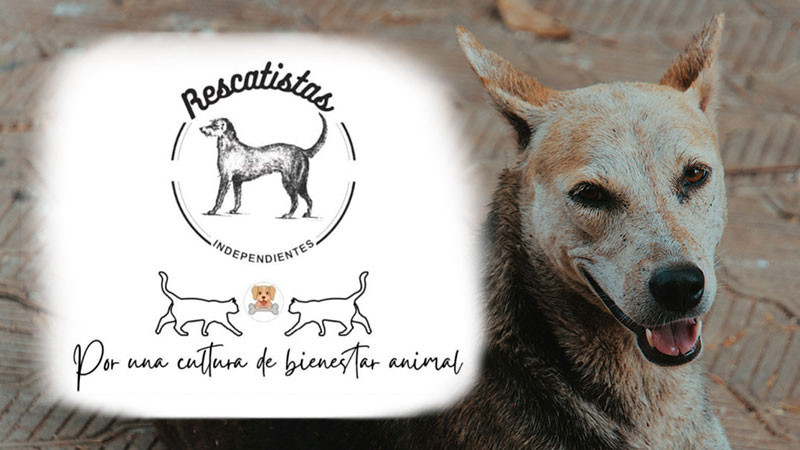 Animalistas exigen atención tras envenenamientos masivos, señalan a Paracho en el top ten de crueldad animal 