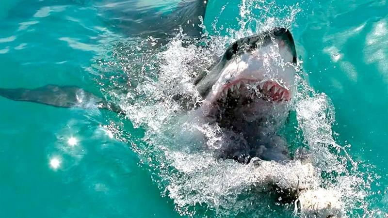Captan momento en el que un tiburón devora a una persona en playa de Israel 