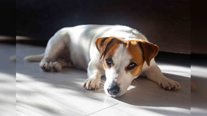 Cuida del golpe de calor, ¡también a tus mascotas!