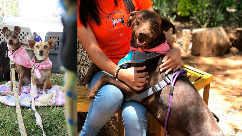 Feria de la Adopción: Este 27 de abril, cambia una vida en el parque 150 de Morelia 