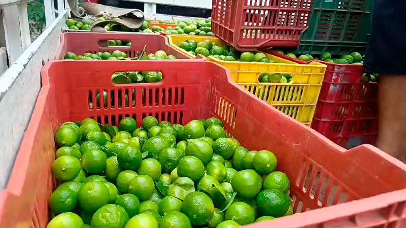 Huertas de limón en el abandono; 500 hectáreas afectadas en Apatzingán  