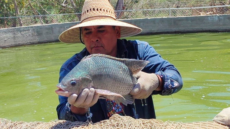 En Michoacán, 145 toneladas de pescados y mariscos vendidos en Cuaresma: Compesca 