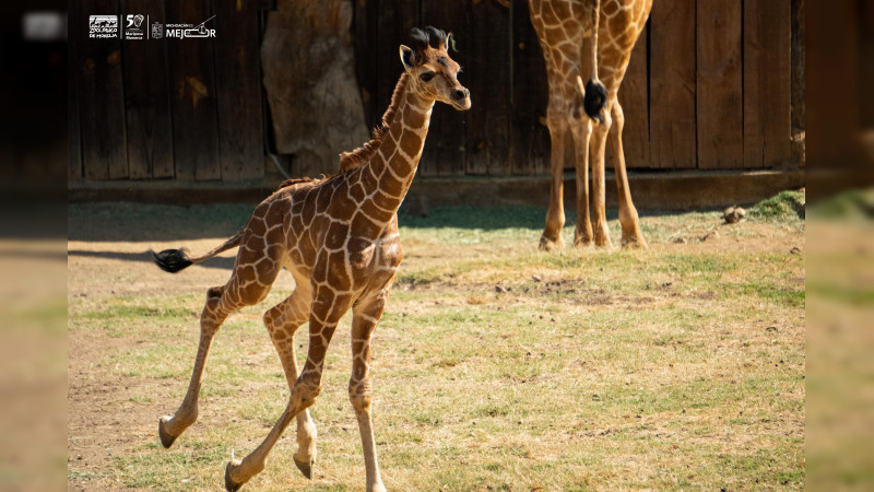 ¡Ya puedes visitar a la bebé jirafa del Zoológico de Morelia!