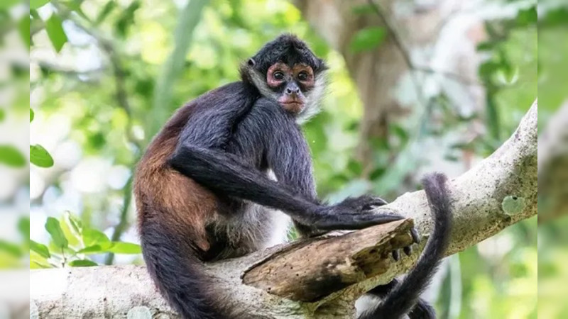 Profepa aplica protocolo de atención a monos araña en cuatro estados del sur del país 