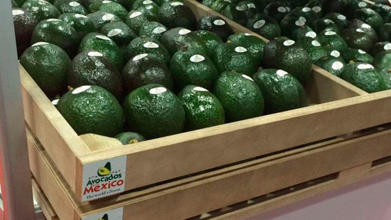 EEUU importa 96 mil toneladas de aguacate mexicano para celebración del 5 de Mayo 