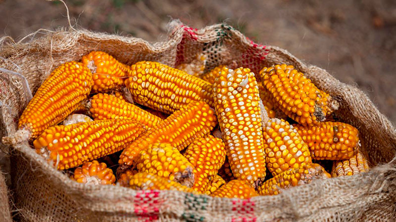 Rescata sector agropecuario economía nacional pese a crisis en maíz: experto 