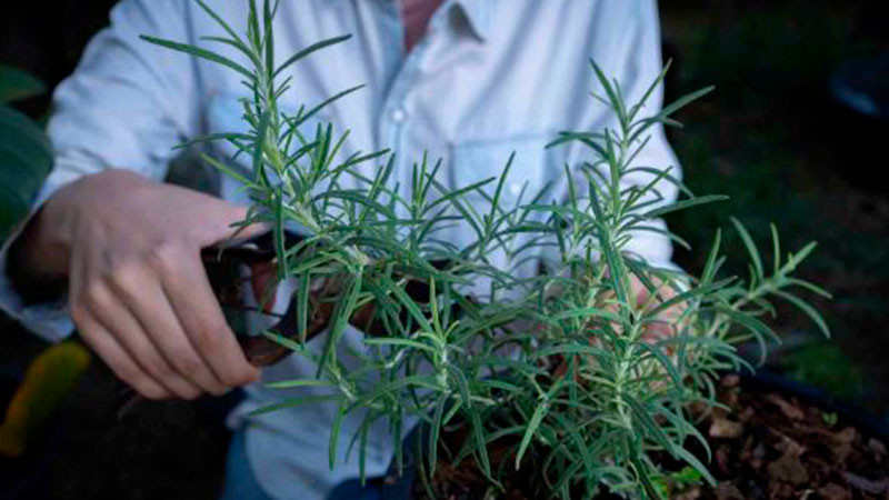 Protégete de los insectos con plantas aromáticas: experto 