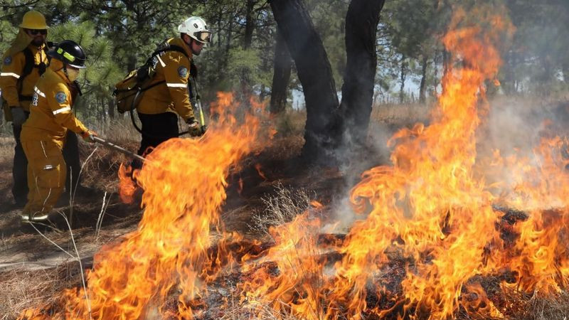Brigadas forestales apagan 7 incendios: Cofom  