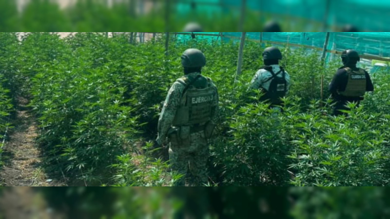 Policías y militares destruyen campamento criminal y sembradío, en acciones en la Tierra Caliente de Michoacán 