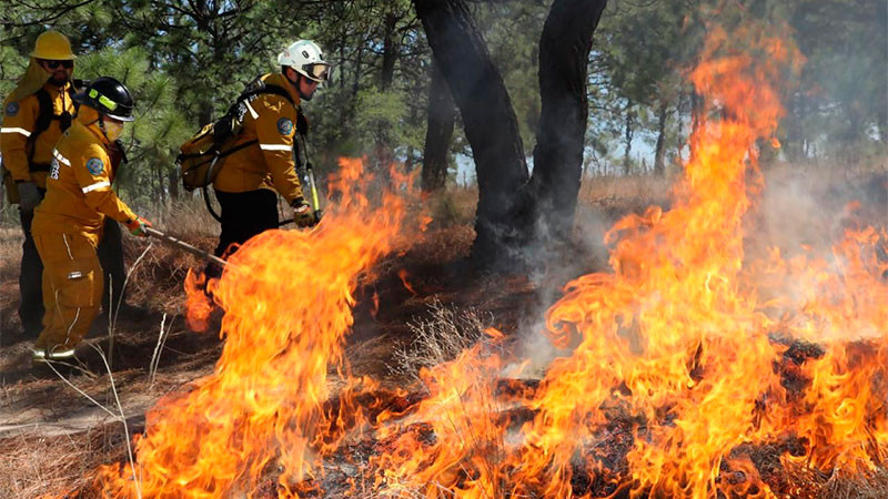  Brigadas forestales liquidan 8 incendios: Cofom 