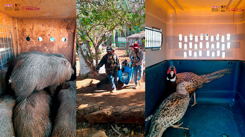 Resguarda Zoológico de Morelia ejemplares decomisados en Huetamo 