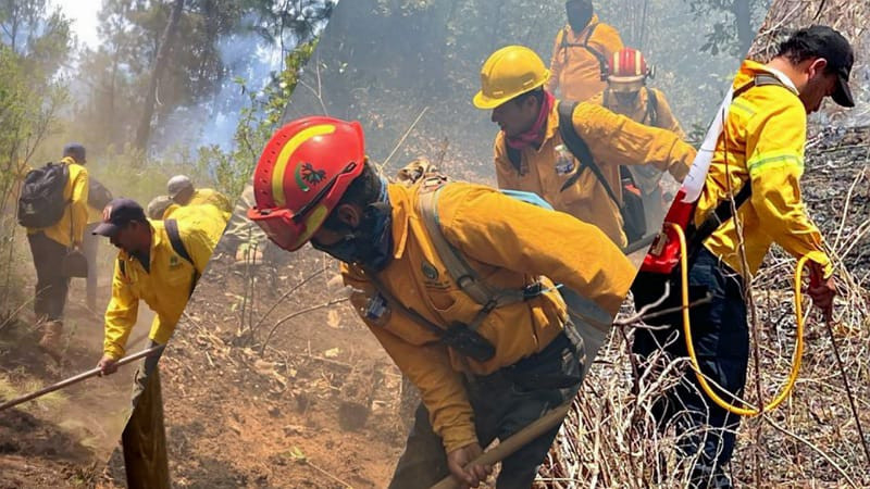 Brigadas liquidan 6 incendios forestales: Comisión Forestal de Michoacán 